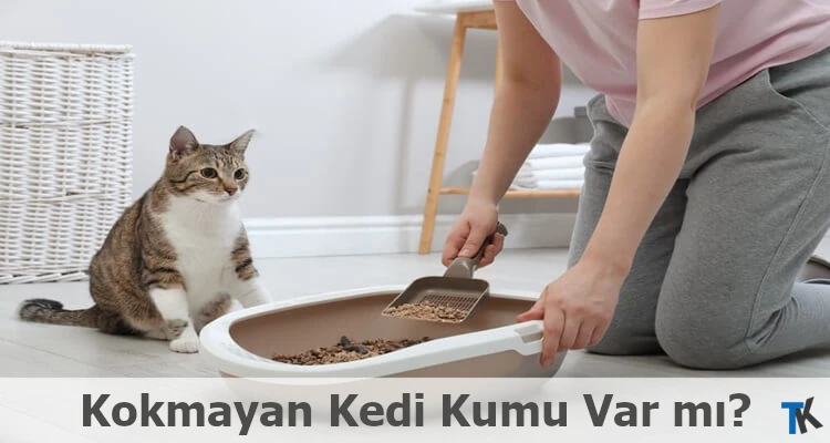 Kokmayan Kedi Kumu Var mı?